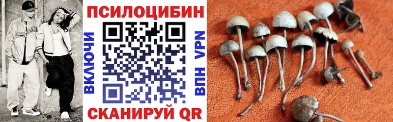 Псилоцибиновые грибы Psilocybine cubensis  Валдай 